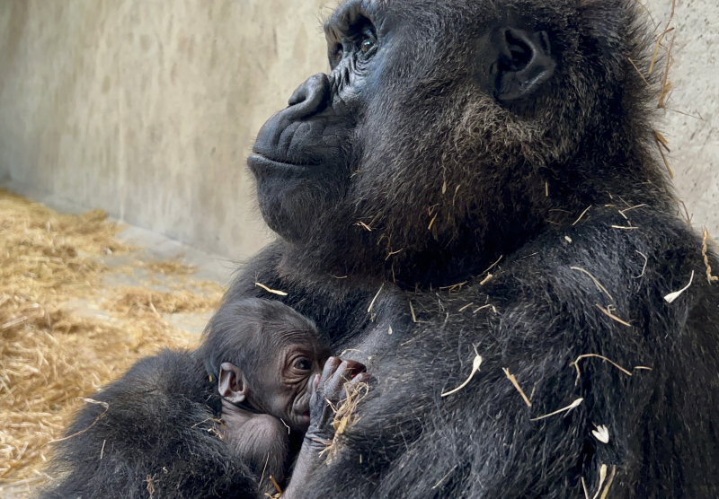It's a GIRL! Newest Baby at the Detroit Zoo — Continues to Thrive